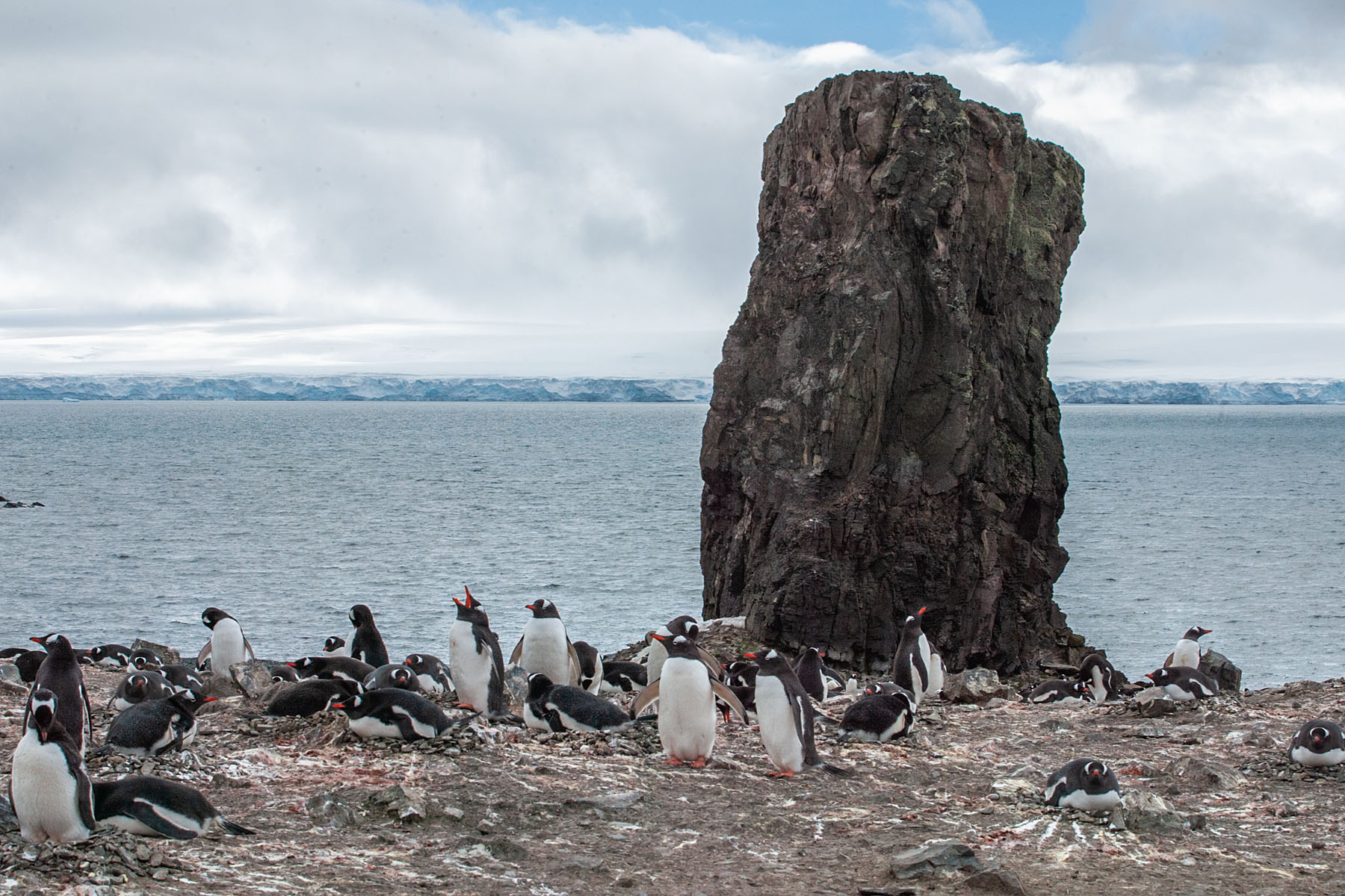 Gentoos, Hannah Point.  Click for next photo.