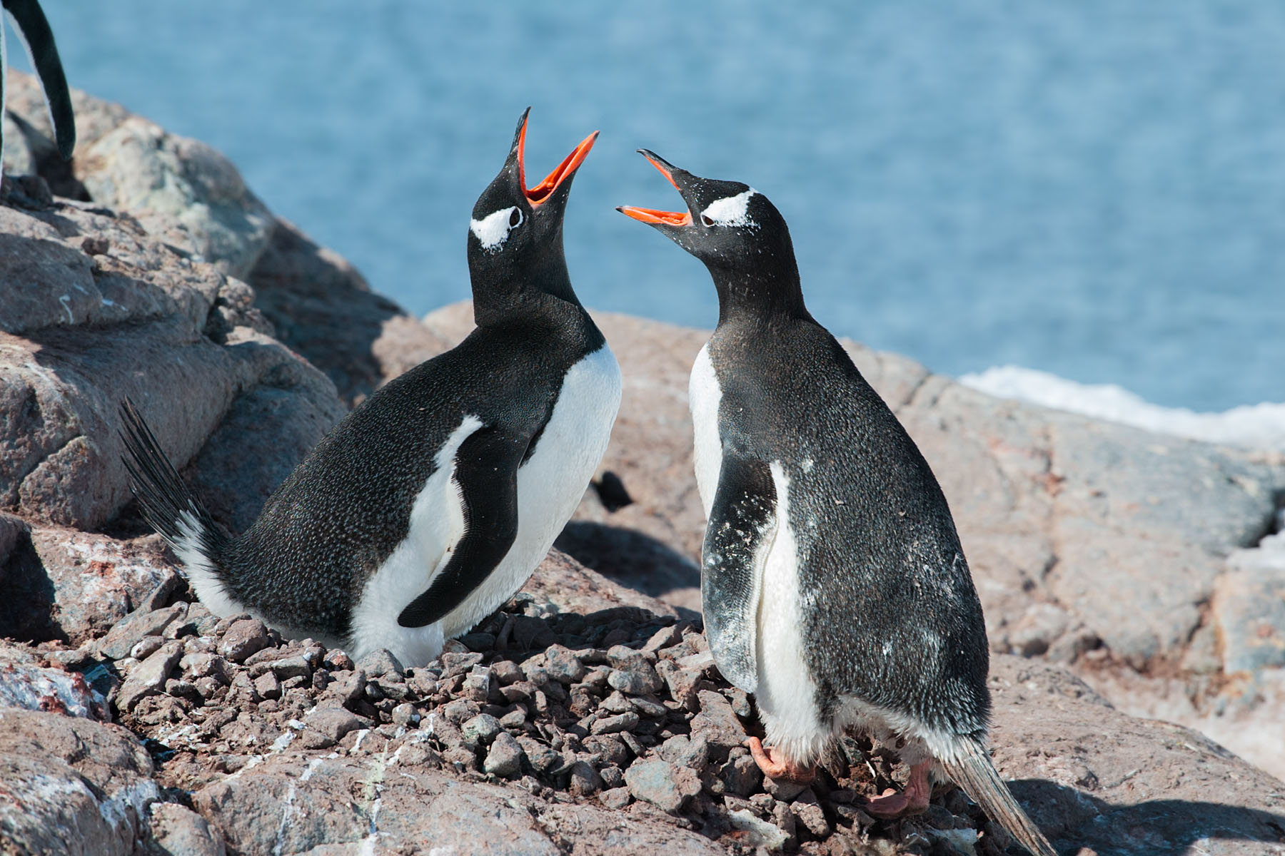 Gentoo penguins greet each other, Jougla Point.  Click for next photo.