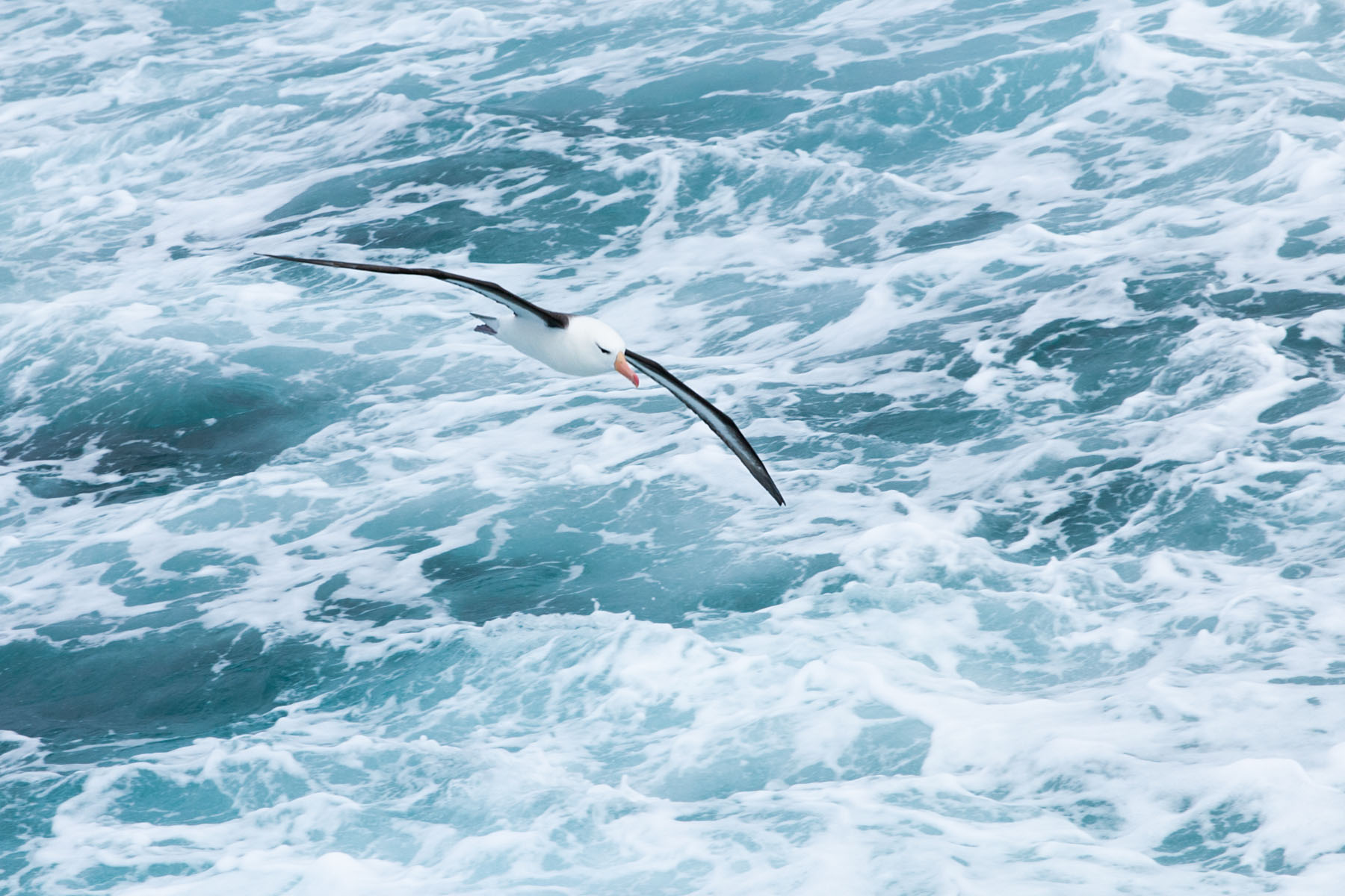 Albatross following the ship.  Click for next photo.