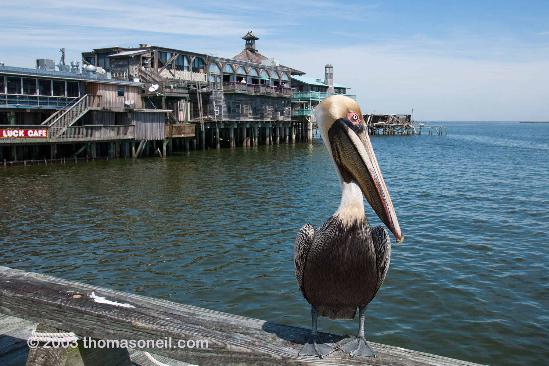 Brown pelican, Cedar Key waterfront.  Click for next photo.