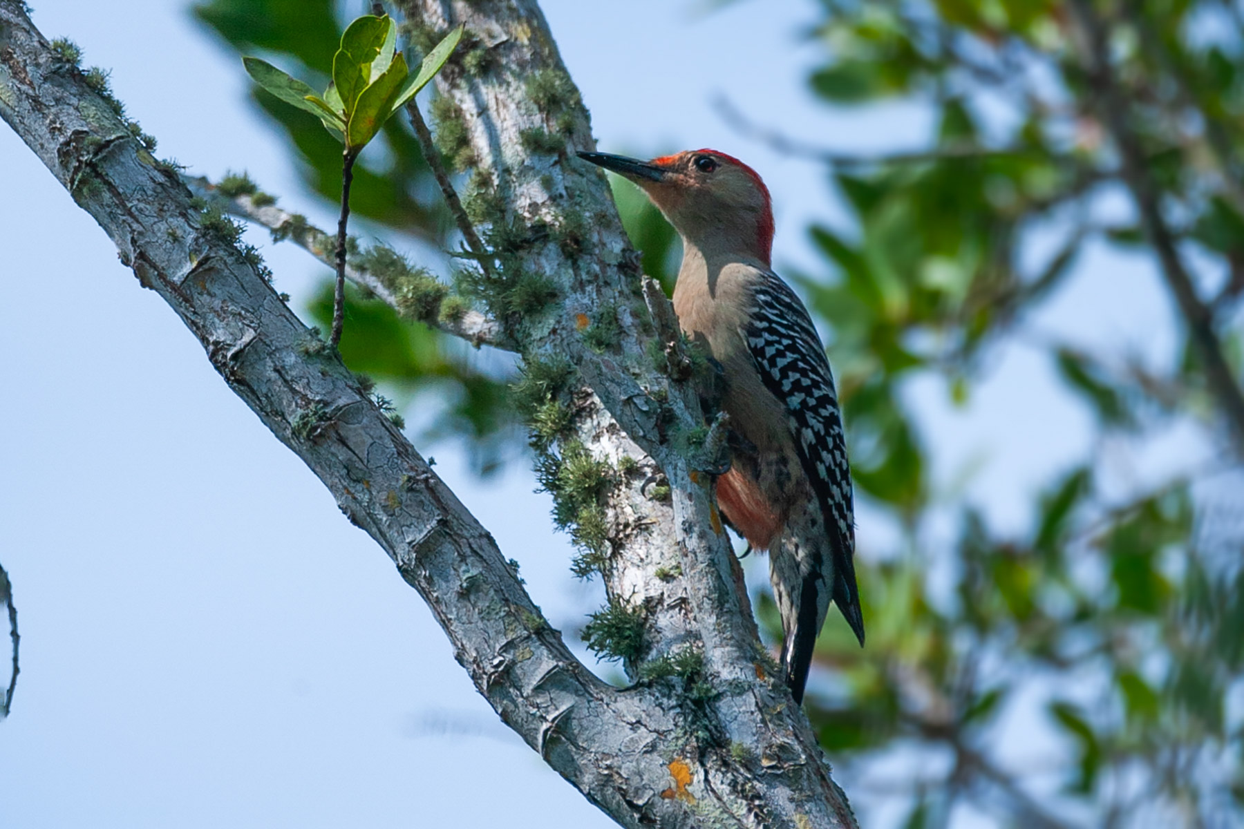 Woodpecker, Florida.  Click for next photo.