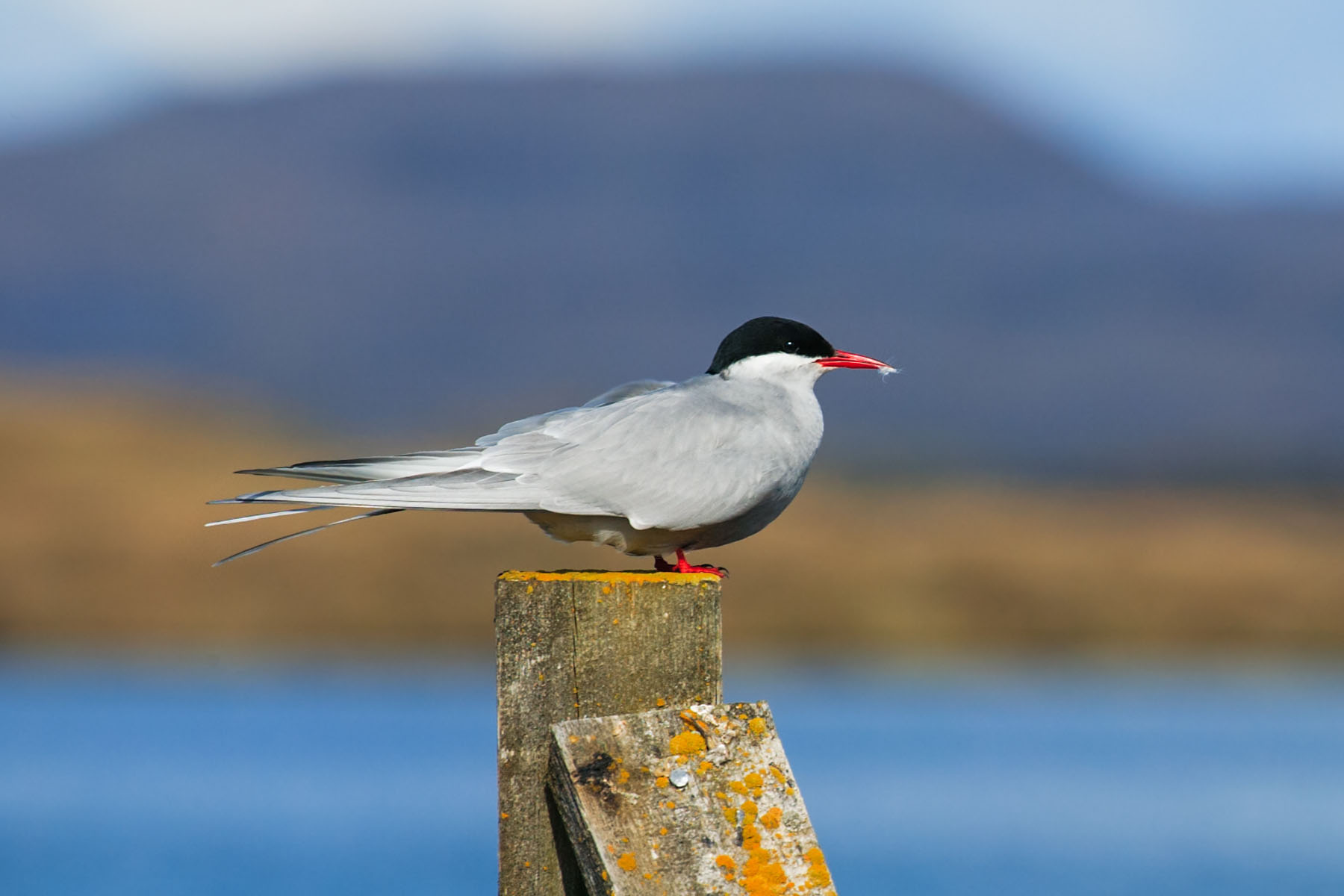 An Artic Tern on a fencepost near Myvatn, Iceland.  Click for next photo.