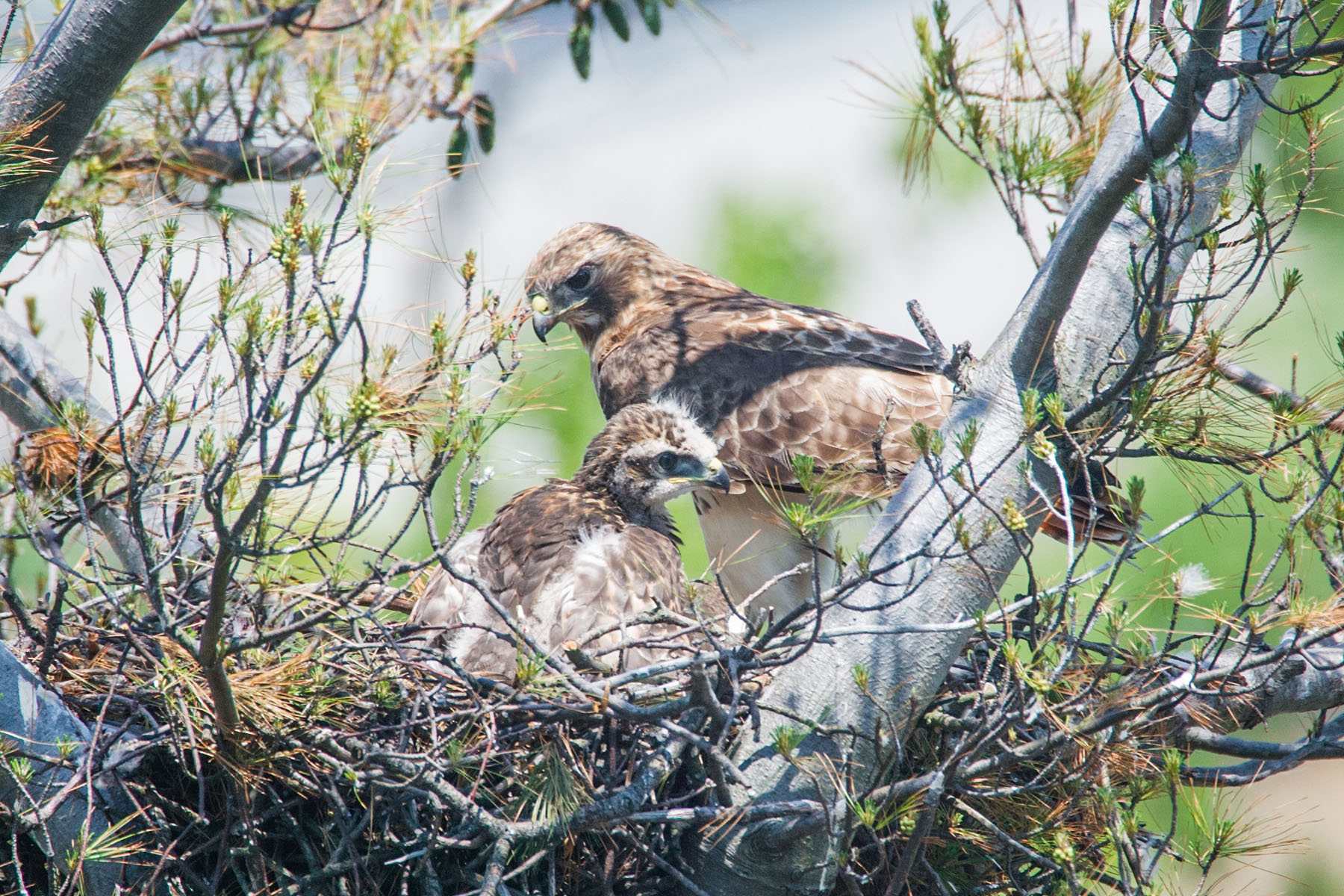 One week from fledging.  Click for next photo.