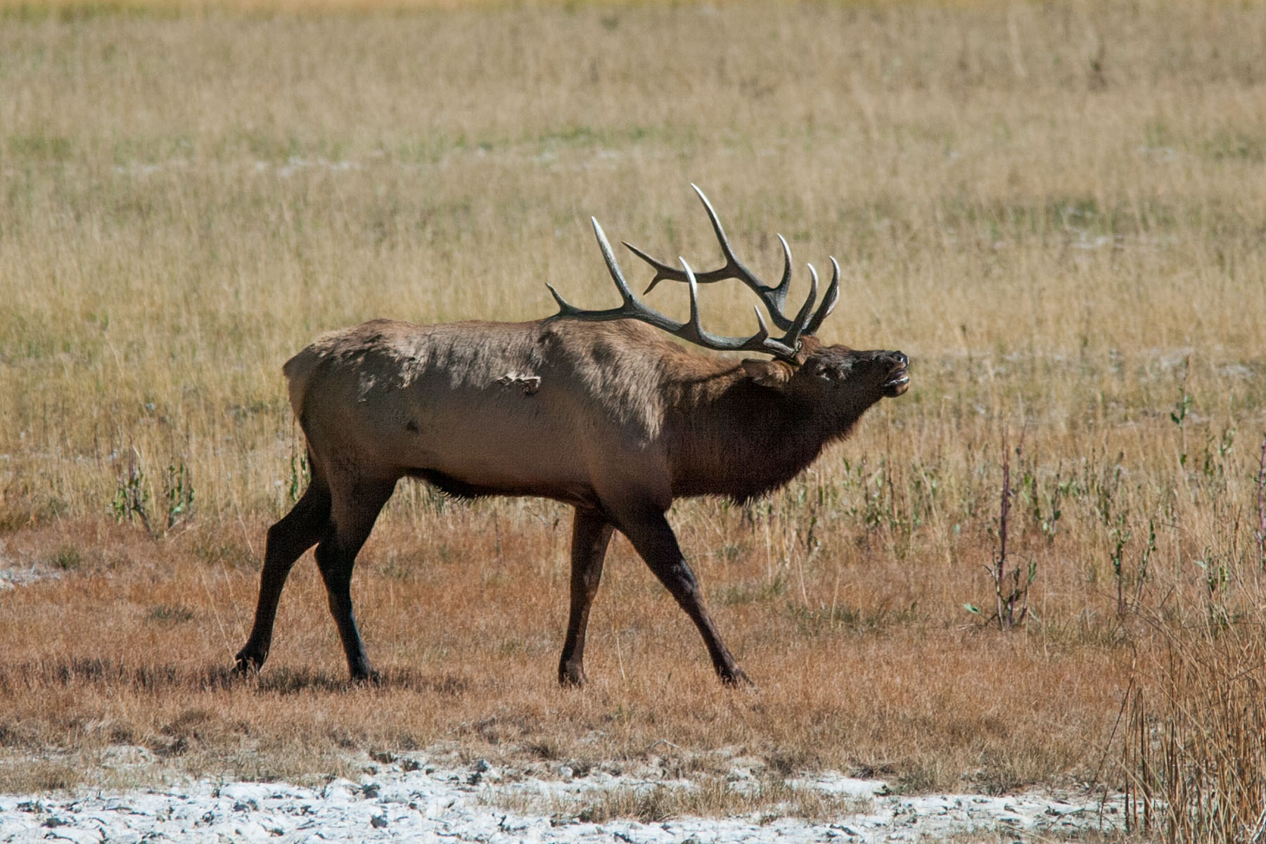 A bull elk bugles in Yellowstone.  Click for next photo.