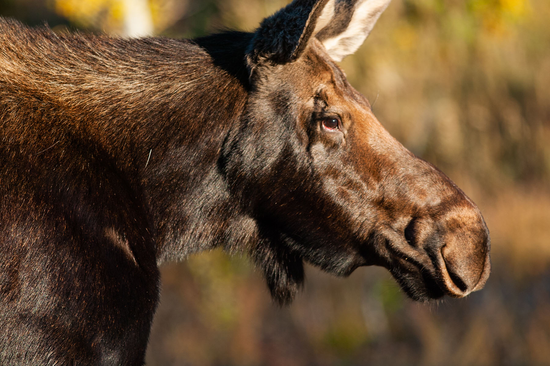 Moose, Grand Teton.  Click for next photo.