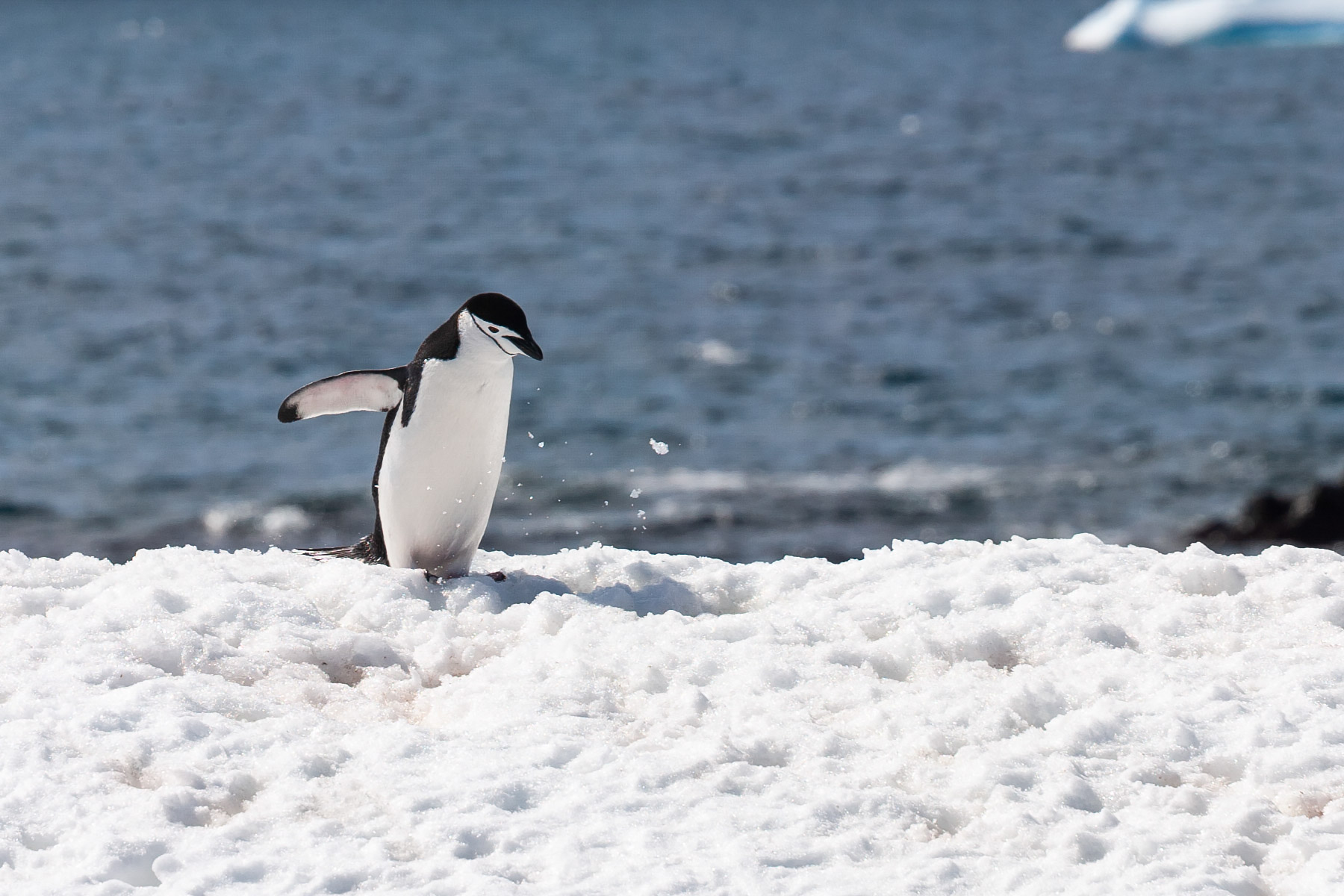 Chinstrap penguin, Robert Island.  Click for next photo.