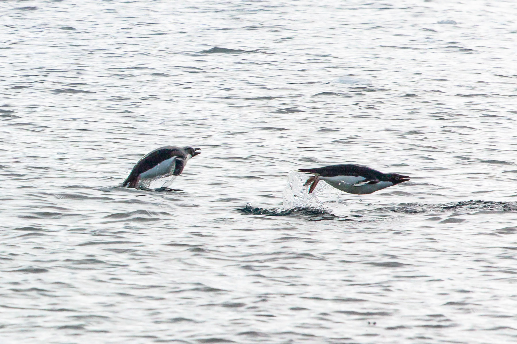 As this distant shot of a couple of gentoos proves. penguins can indeed fly.  For a few feet anyway.  Torgersen Island.  Click for next photo.