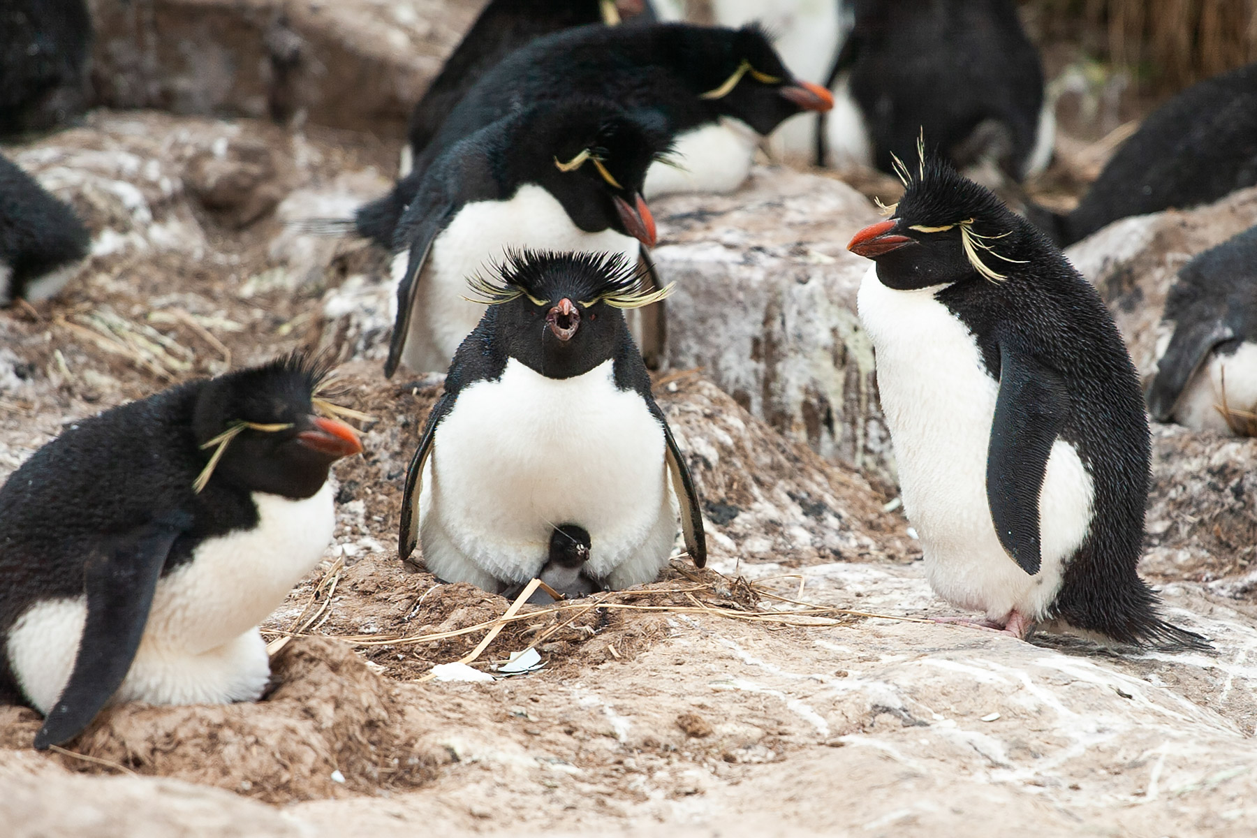 Rockhopper chick under parent, New Island, Falklands.  Click for next photo.