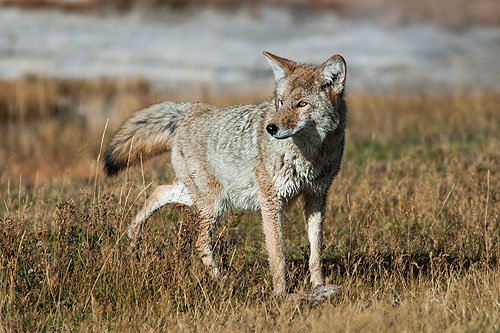 Yellowstone Coyote.  Click here if the image is not visible.