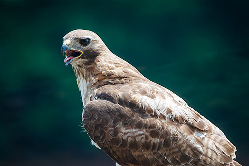 Red-tailed hawk pants on a hot day.