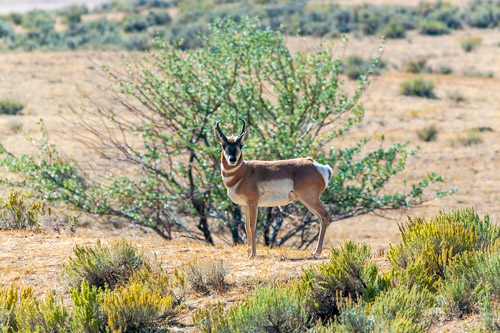 A pronghorn keeps on eye on the intruder, Montana.