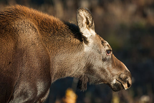 Grand Teton Moose.  Click here if the image is not visible.
