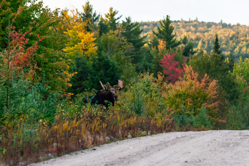 A bull moose shows himself for just a few seconds near Baxter State Park, Maine.
