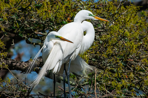 Egrets cocooning.