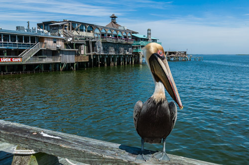 Brown pelican, Cedar Key waterfront.