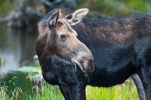 Maine Moose.  Click here if the image is not visible.