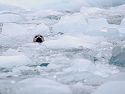 Seal hides in the floating ice.