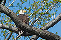 Eagle at Eastern Neck National Wildlife Refuge near Rock Hall, Maryland. 