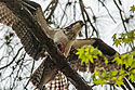 Osprey with a fish at Blackwater National Wildlife Refuge near Cambridge, Maryland. I was on a trail and heard a crash in the tree above me. It was the osprey landing with this big fish, still thrashing around.