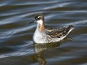 Oh, so that's a Red-necked Phalarope.