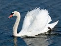 Swan, Rhode Island.