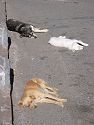 There sure did seem to be a lot of stray dogs just laying around in Santiago1.