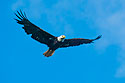 Bald eagle in Petersburg, Alaska.
