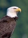 Closeup of bald eagle, Petersburg.