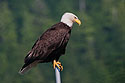 Bald eagle in Petersburg, Alaska.