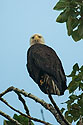 Bald eagle in Petersburg.