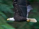 Eagle swoops down the canyon, Anan Creek, Alaska.