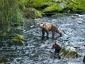 Brown bear juveniles head downstream, Alaska.
