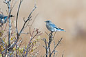 Mountain Bluebird (female), Yellowstone.