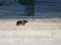 A grizzly bear makes an early morning appearance in Yellowstone.