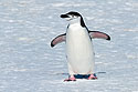 Chinstrap penguin, Robert Island.