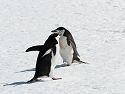 Chinstrap penguins, Robert Island.