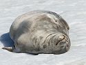 Elephant seal, Robert Island.