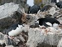 Chinstrap penguins nesting, Half Moon Island.