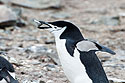 Chinstrap penguin with a rock for nesting, Hannah Point.