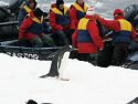 A gentoo looks like he wants to catch a ride in the Zodiac, Cuverville Island.