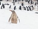 A leucistic gentoo penguin.  It looks just like other gentoos except its back is brown instead of black.  Cuverville Island.