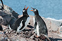 Gentoo penguins greet each other, Jougla Point.