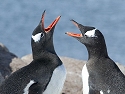 Gentoo penguins greet each other, Jougla Point. (Crop of photo [700].)