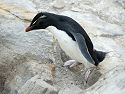 A rockhopper doing what rockhoppers do, hopping from rock to rock, New Island, Falklands.