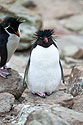 Rockhopper penguin, New Island, Falklands.