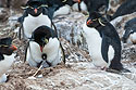 Rockhopper chick under parent, New Island, Falklands.
