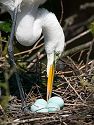 An egret takes a break from sitting on the eggs to turn the eggs and rearrange twigs. St. Augustine.