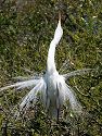 An egret stretches and shows off breeding plumage. St. Augustine.