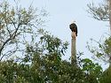 Not a good view of a bald eagle, but about as close as I got in Florida.