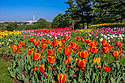 Tulips at the Netherlands Carillon in Arlington, Va. looking across to D.C. This site is between the Iwo Jima Memorial to the north and Arlington National Cemetery to the south. Photo note: Taken with my 2 megapixel Elph and the day was very windy, so will not be making any posters out of this shot.